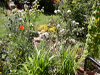 Gartenansicht Alter Garten Pflege