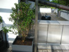 Sichtschutz Dachterrasse Pflanzen Kbel