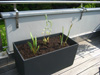 Pflanzen Dachterrasse Balkonbepflanzung Balkongestaltung Gestaltung Dachterrasse Juni