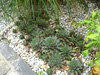 Steingartenpflanzen Gartenbepflanzung Pflanzplanung