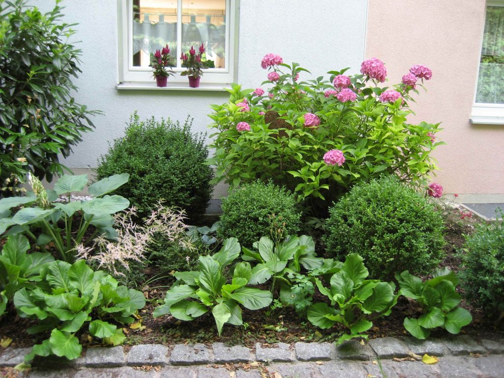Pflanzbeet, Beet, Pflanzfläche, schattig, Bergenia, Astilbe, Hortensie, Buchs