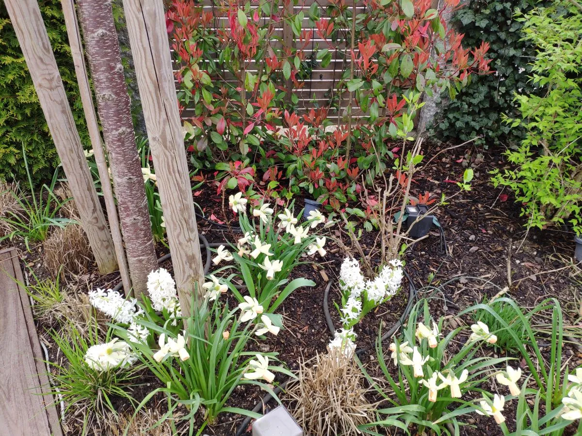 Pflanzung mit Tulpe, Narzisse, Kirsche, Photinia, Blumenbeet